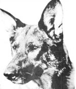 Interview with Rin Tin Tin