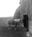 Farm-horses-2