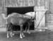 Farm-horses