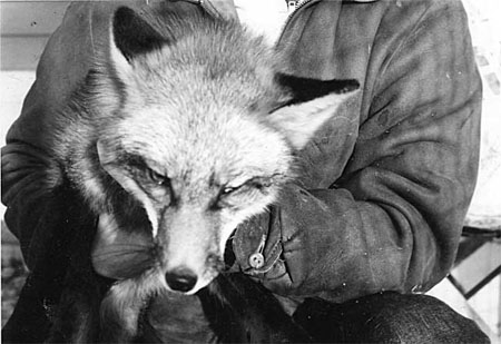 Ray's-fox